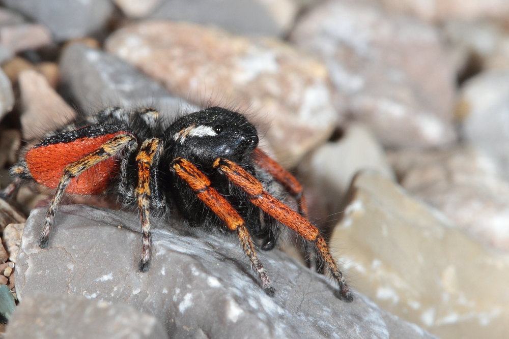 Philaeus chrysops (servizio fotografico completo)